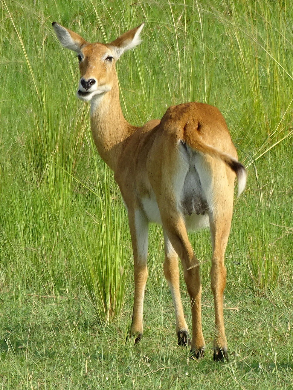 Uganda - Murchison Falls NP