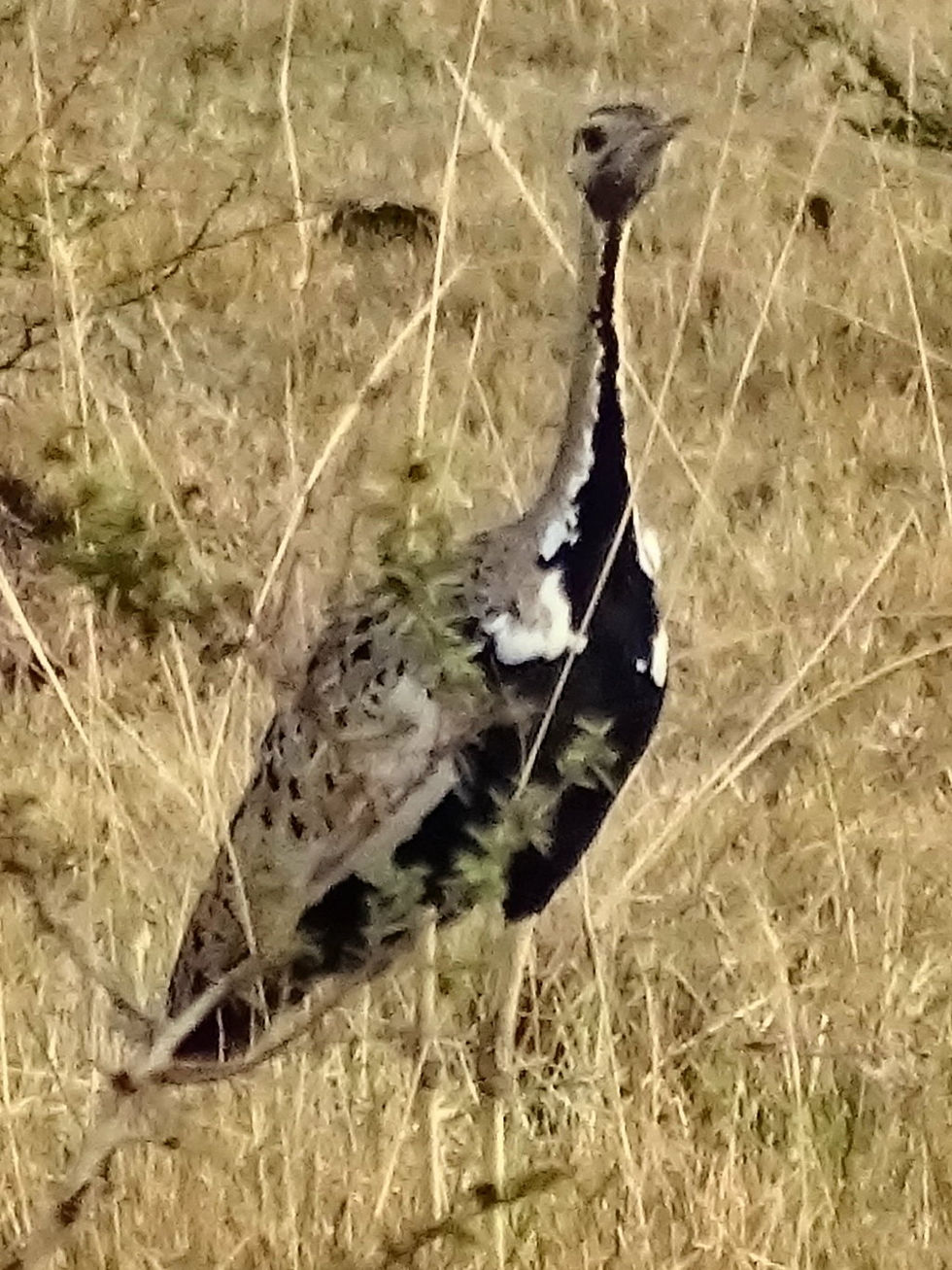 Uganda - Mboro NP