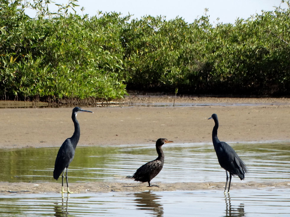 Senegal - Sine-Saloum Delta