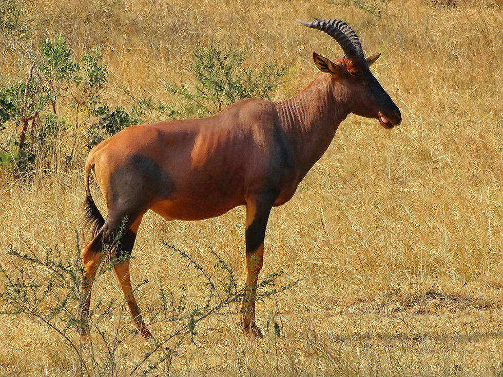 Uganda - Mboro NP