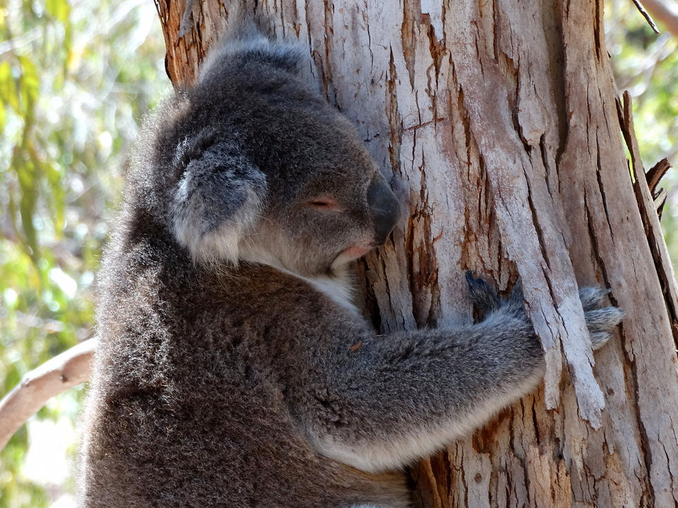 Australia - Kangaroo Island