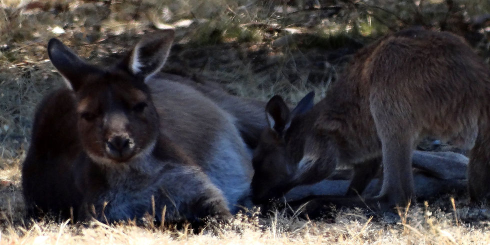 Australia - Kangaroo Island