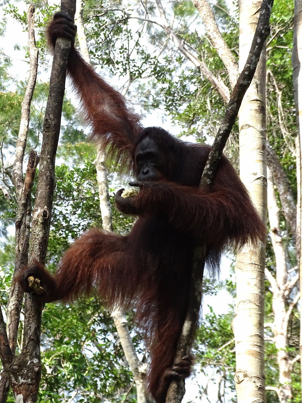 Indonesia - Kalimantan