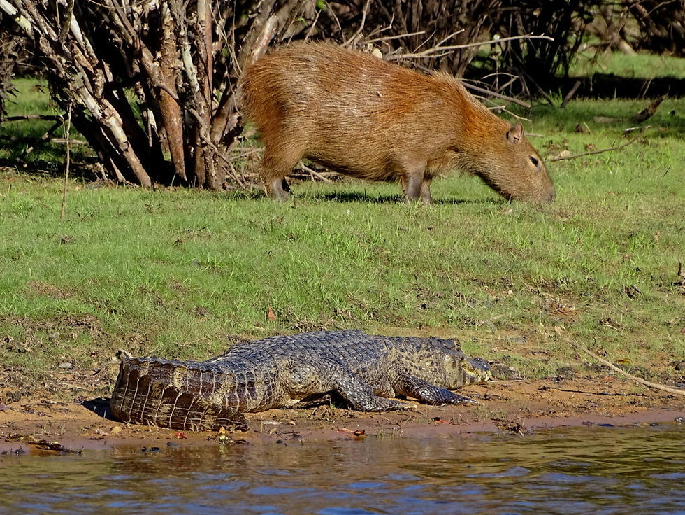 Brazil - South Pantanal