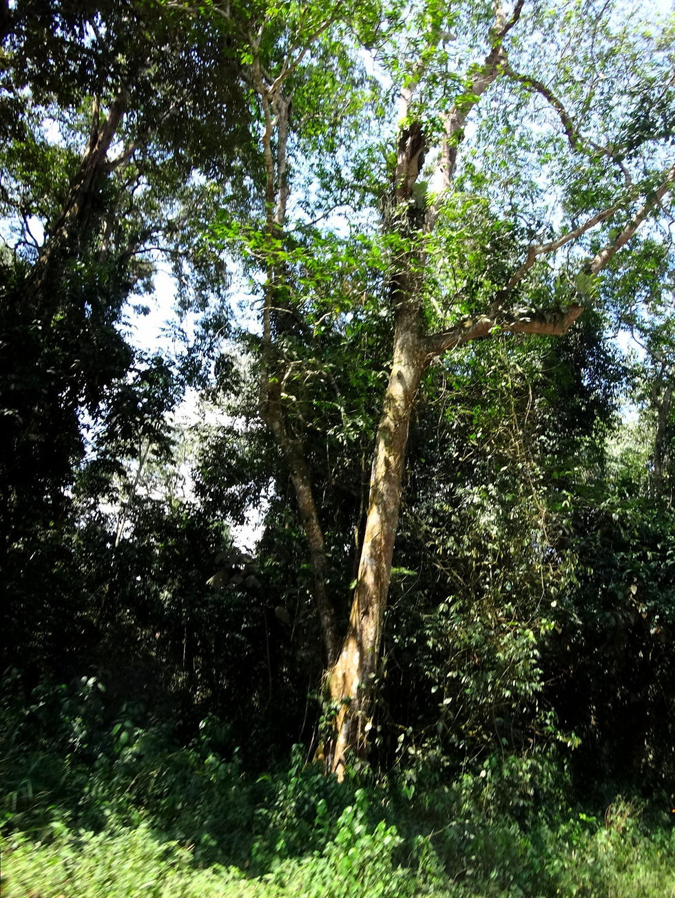 Uganda - around Fort Portal
