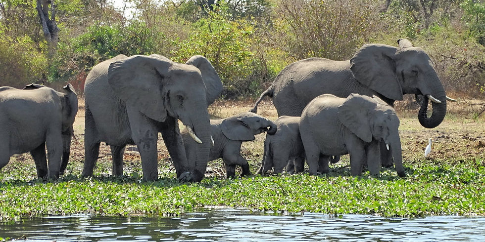 Malawi - Liwonde Nat Park