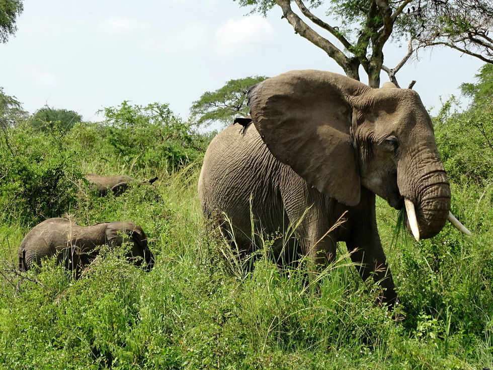 Uganda - Murchison Falls NP