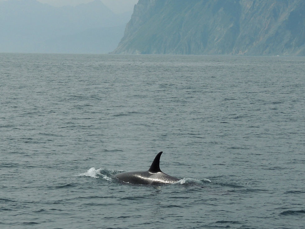 Russia - Kamchatka - Cruise -Orca