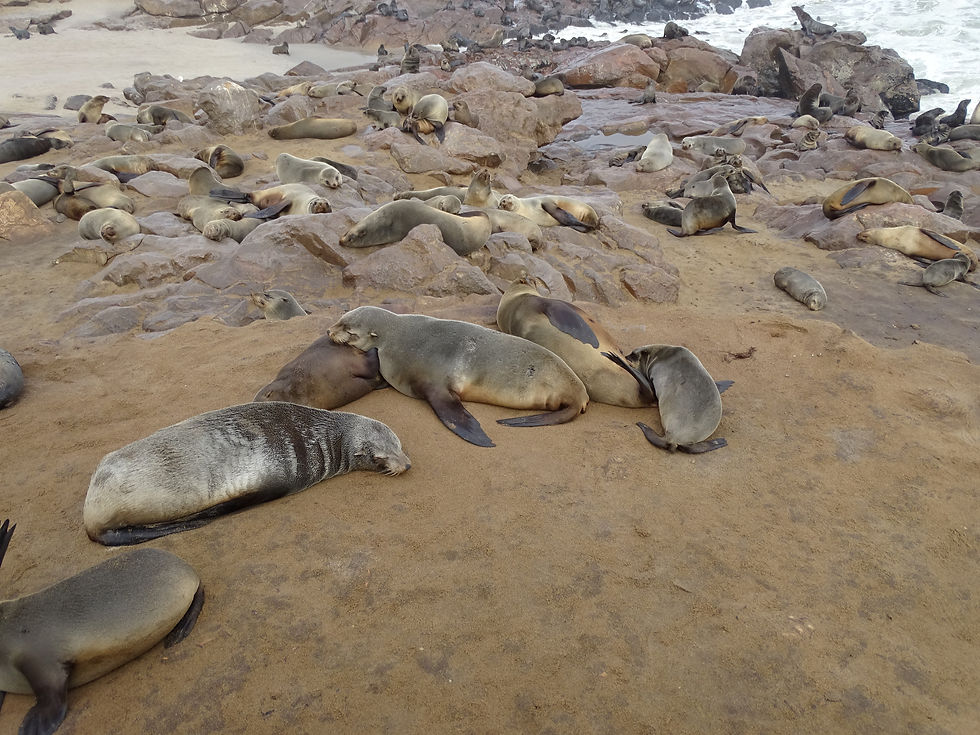 Namibia -Cape Cross - Seals