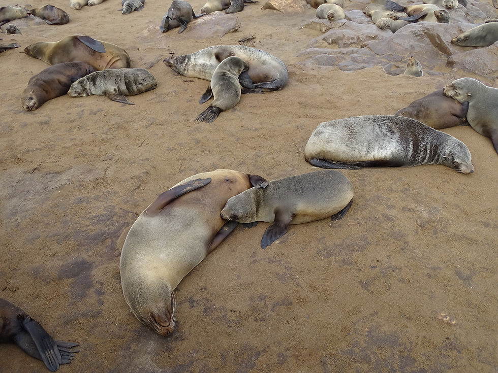 Namibia -Cape Cross - Seals