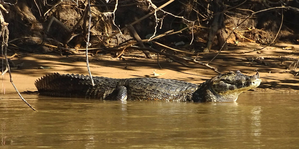 Brazil - North Pantanal
