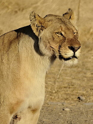 Namibia - Etosha NP