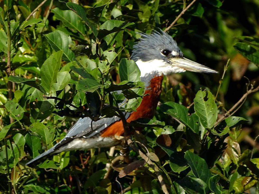 Brazil - South Pantanal