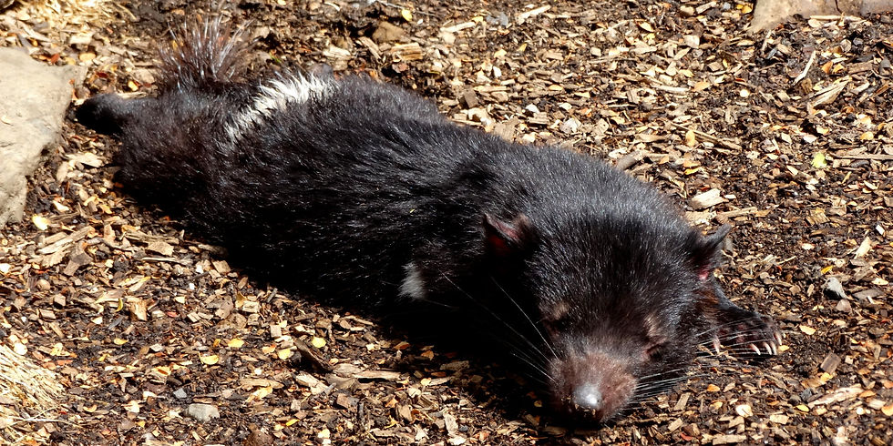 Australia - Tasmania22109-Devils_craddl
