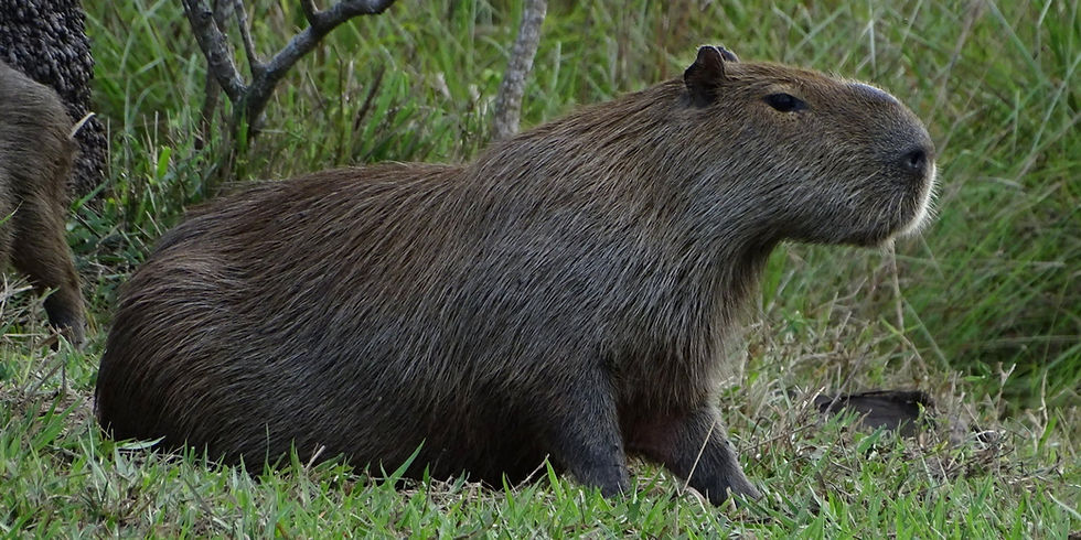 Brazil - South Pantanal