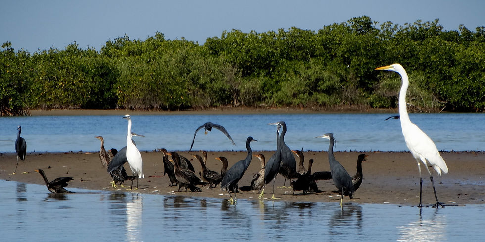 Senegal - Sine-Saloum Delta