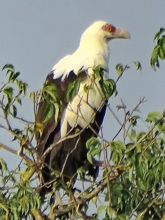 Uganda - Murchison Falls NP6