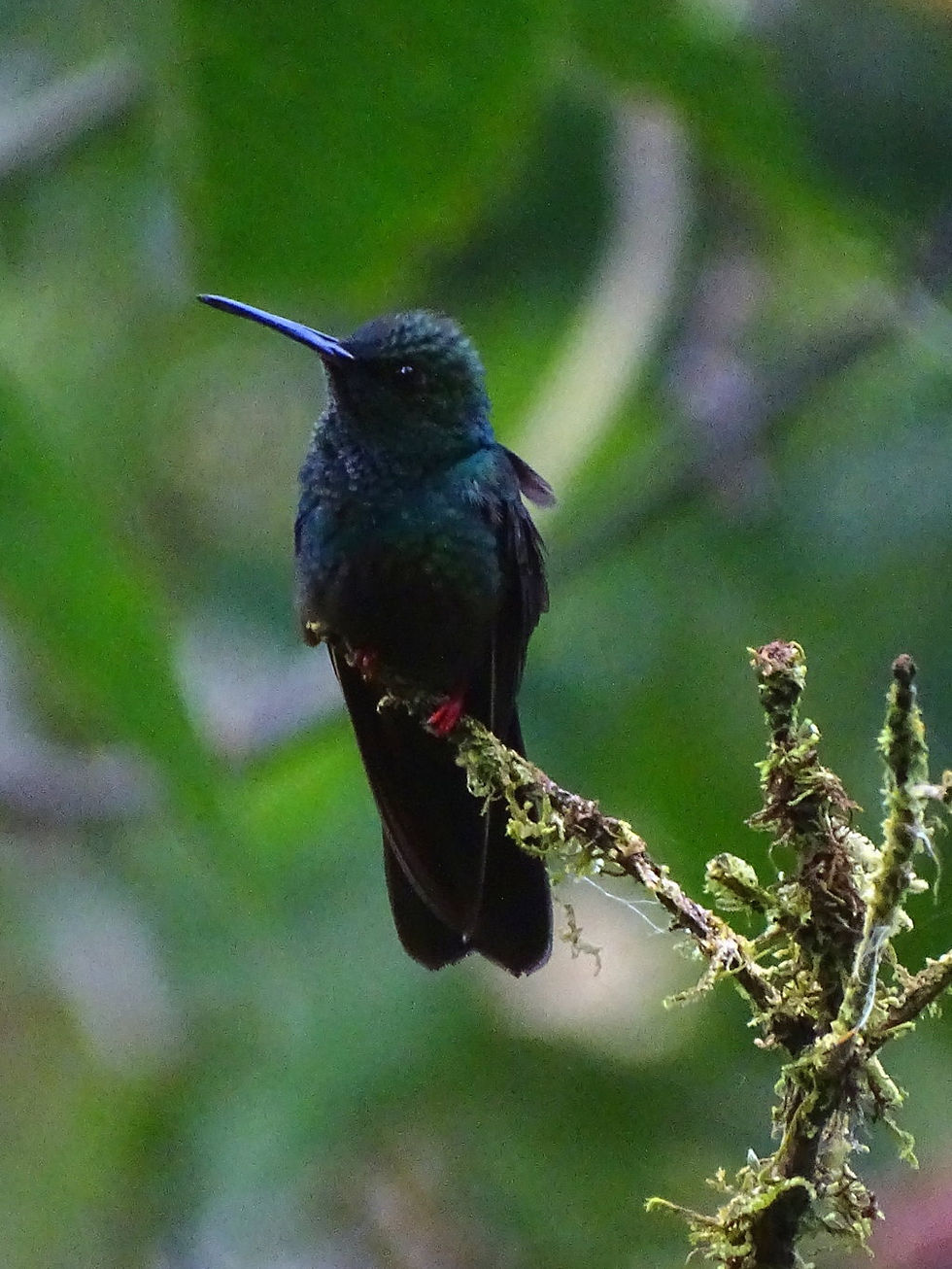 Costa Rica - Limon Province