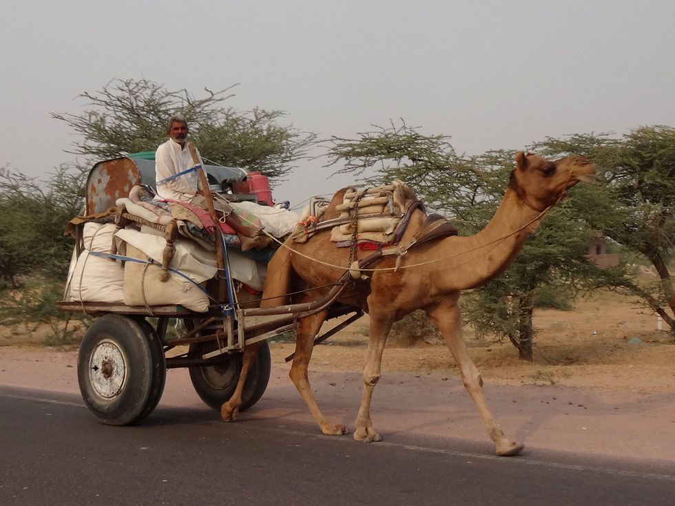 India - Rajasthan - Desert of Thar