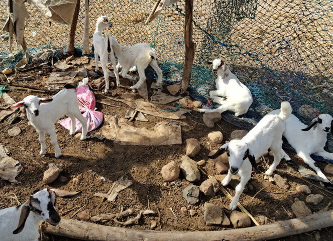 Eritrea - RED SEA-4023To Tribe - coffree tent (FILEminimizer)
