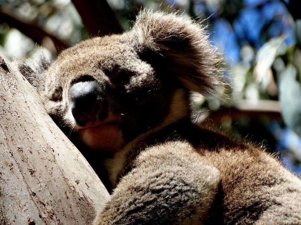 Australia - Kangaroo Island