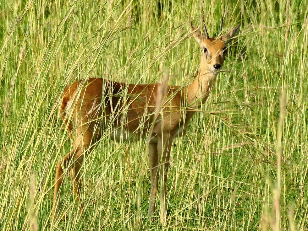 Uganda - Murchison Falls NP