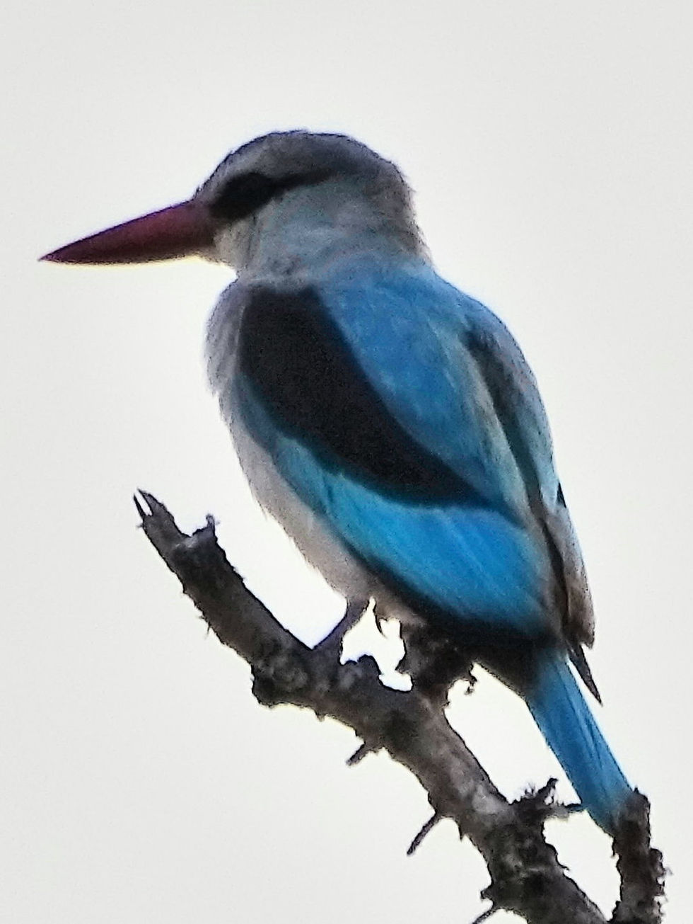 Uganda - Mboro NP