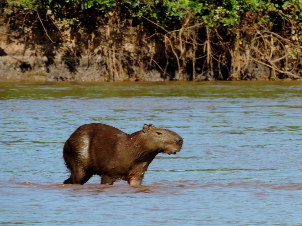 Brazil - North Pantanal
