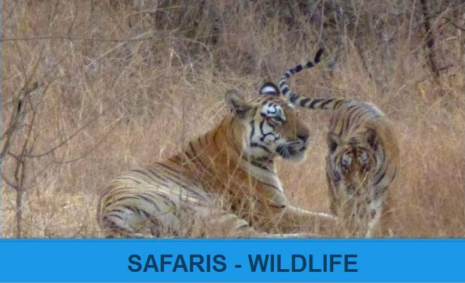 December - Safaris