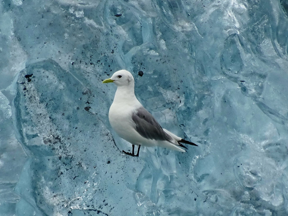 USA - Alaska - around Valdez