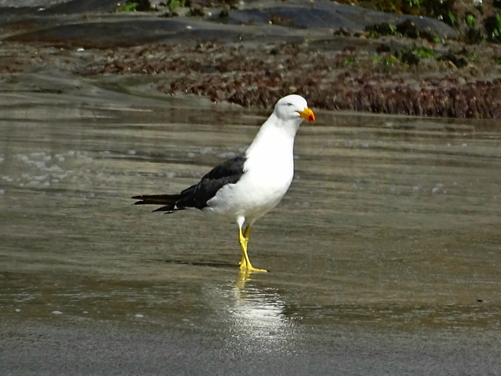 alia - Tasmania - Bruny island