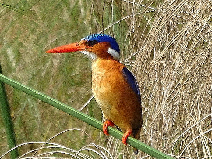 Uganda - Queen Elizabeth NP