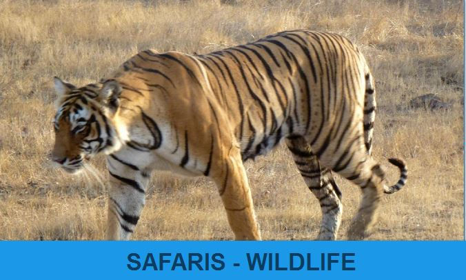 January - Safaris Wildlife Travels