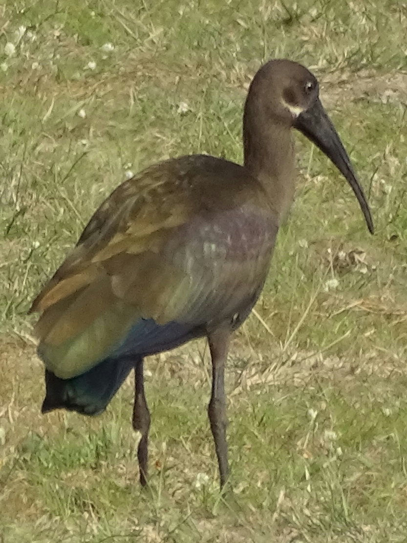 Uganda - Murchison Falls NP