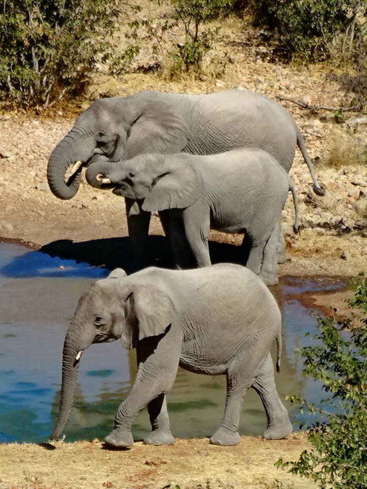 Namibia - Etosha NP
