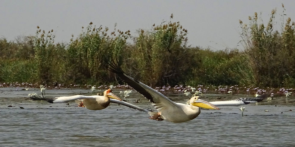Senegal - around Saint-Louis