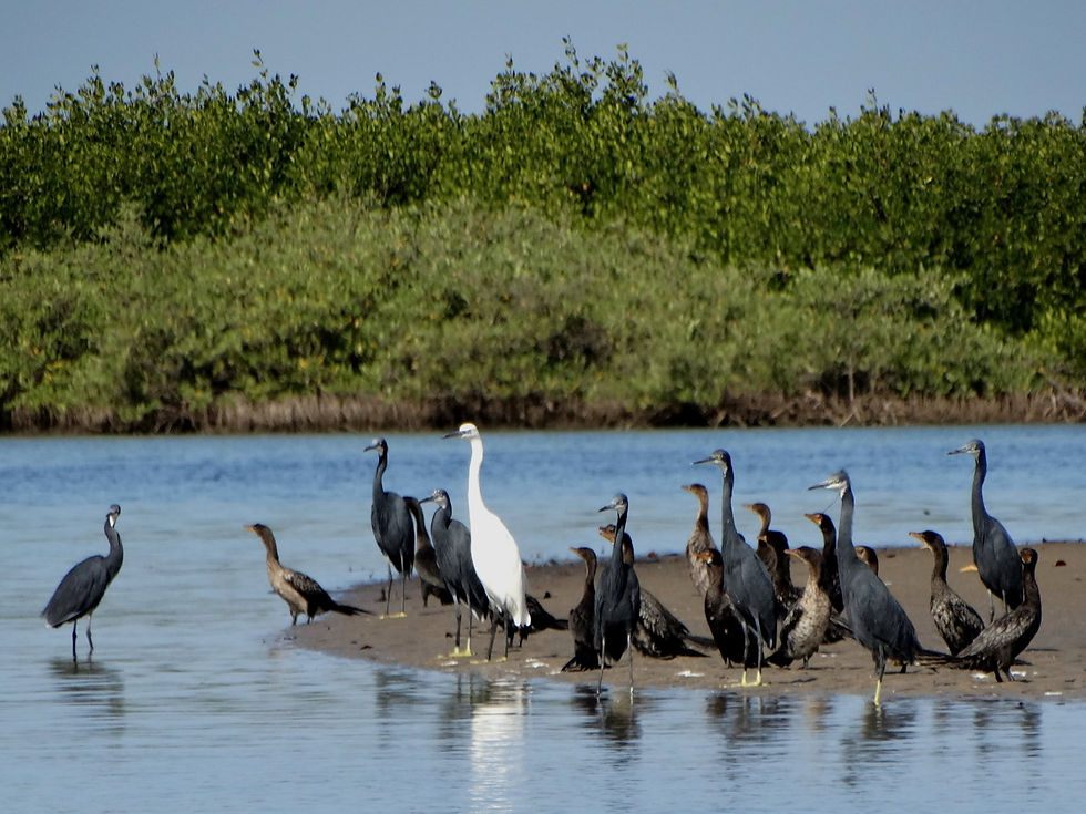 Senegal - Sine-Saloum Delta