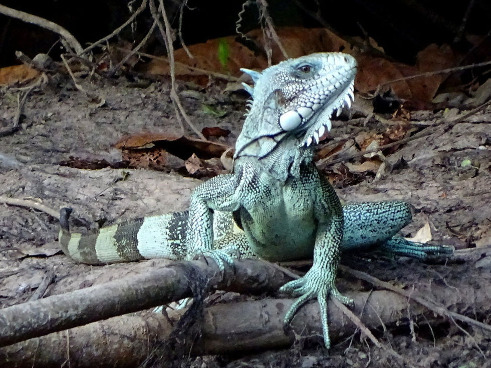 Brazil - North Pantanal