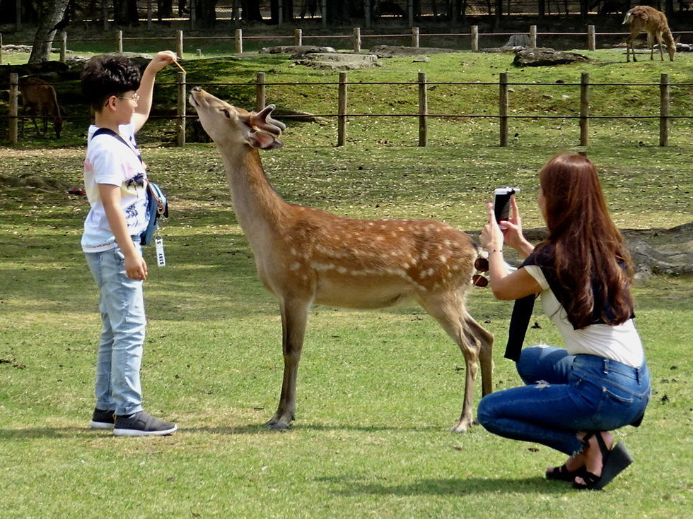Japan - Nara