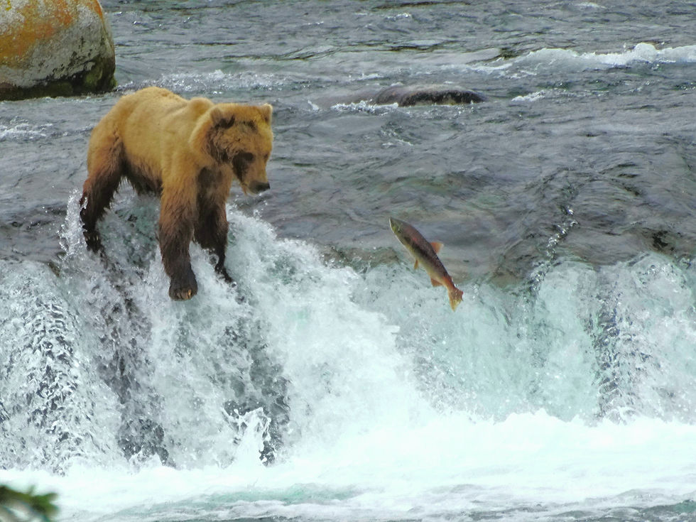 USA - Alaska - Katmai