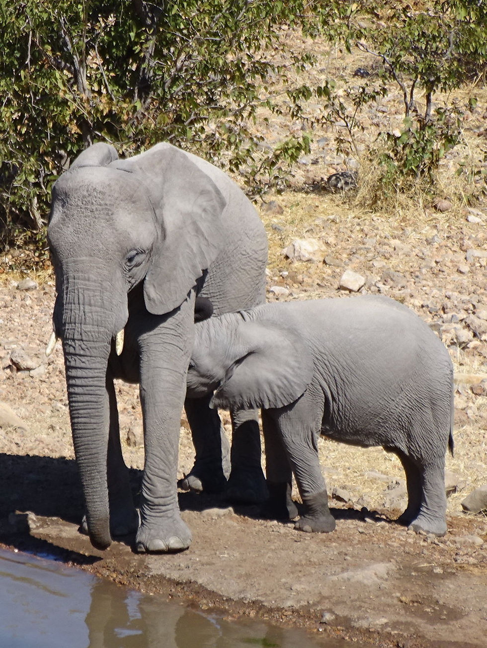 Namibia - Etosha NP
