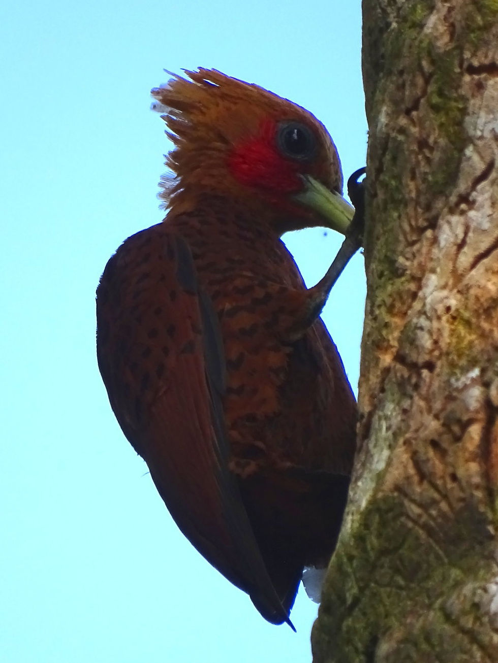 Costa Rica - Tortuguero