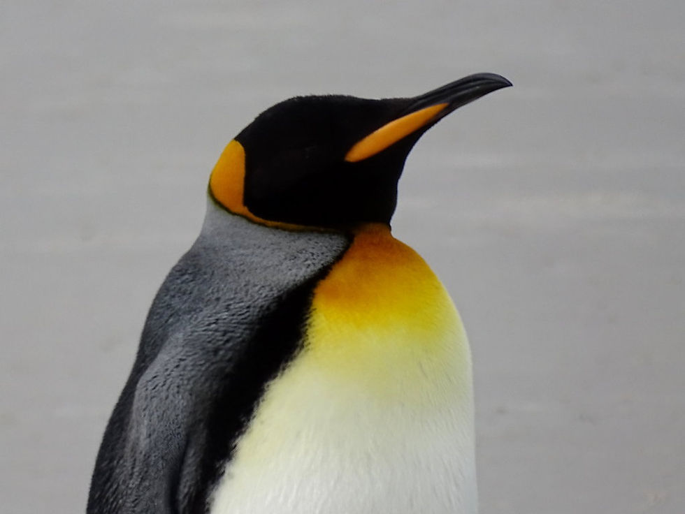 UK - Falklands