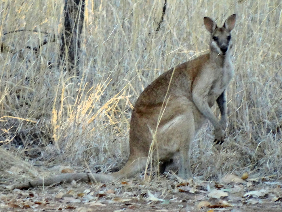 Australia - Kimberley