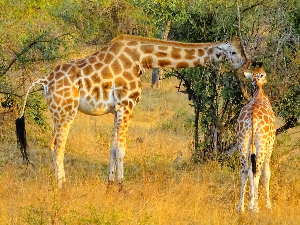 Uganda - Mboro NP