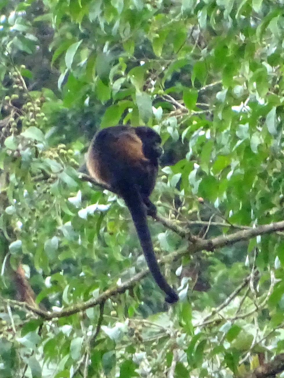 Costa Rica - Limon Province