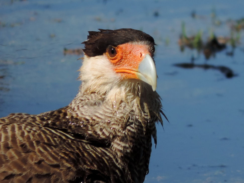 Brazil - Pantanal - caracara