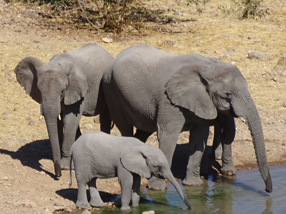 Namibia - Etosha NP