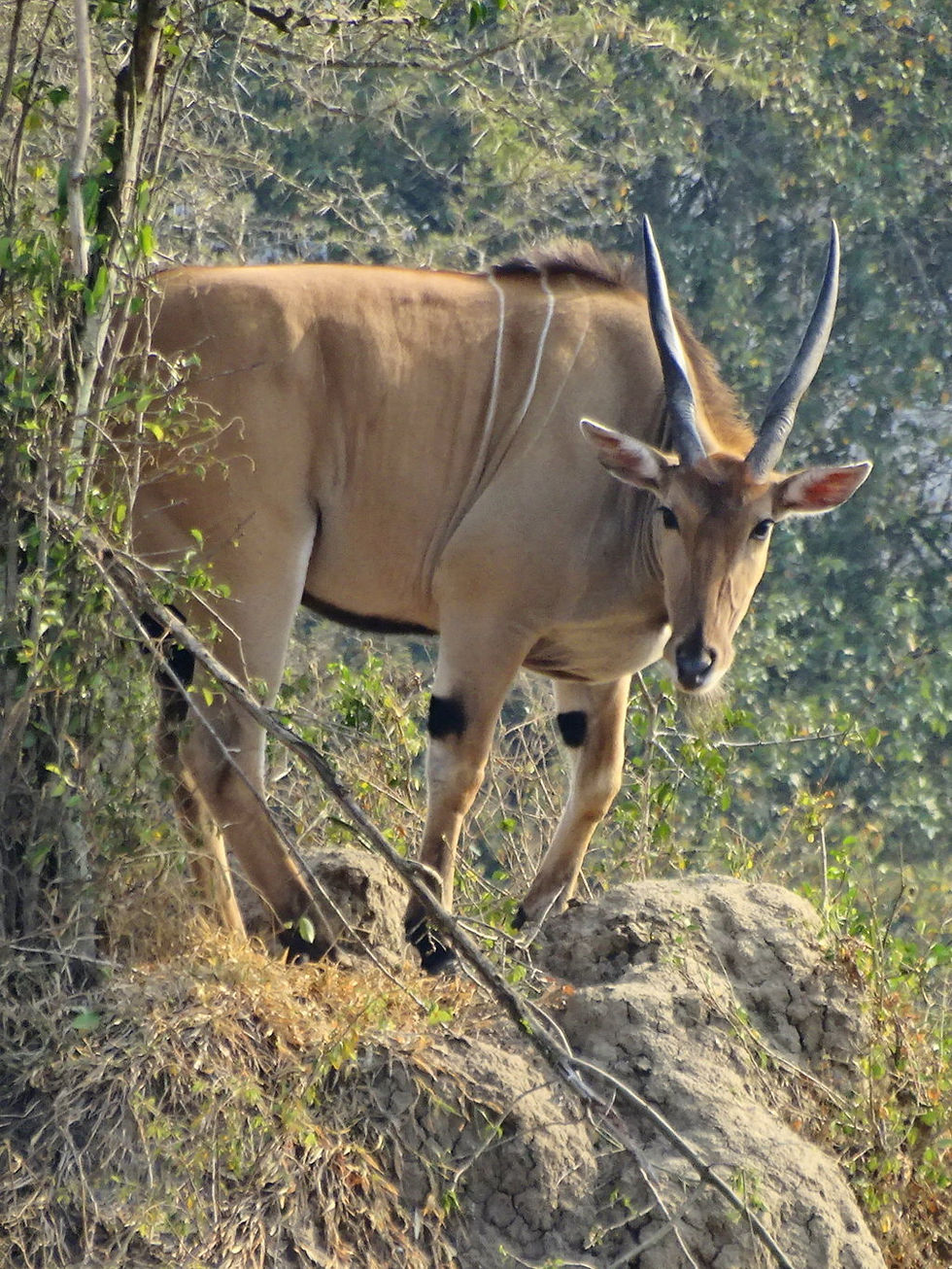Uganda - Mboro NP