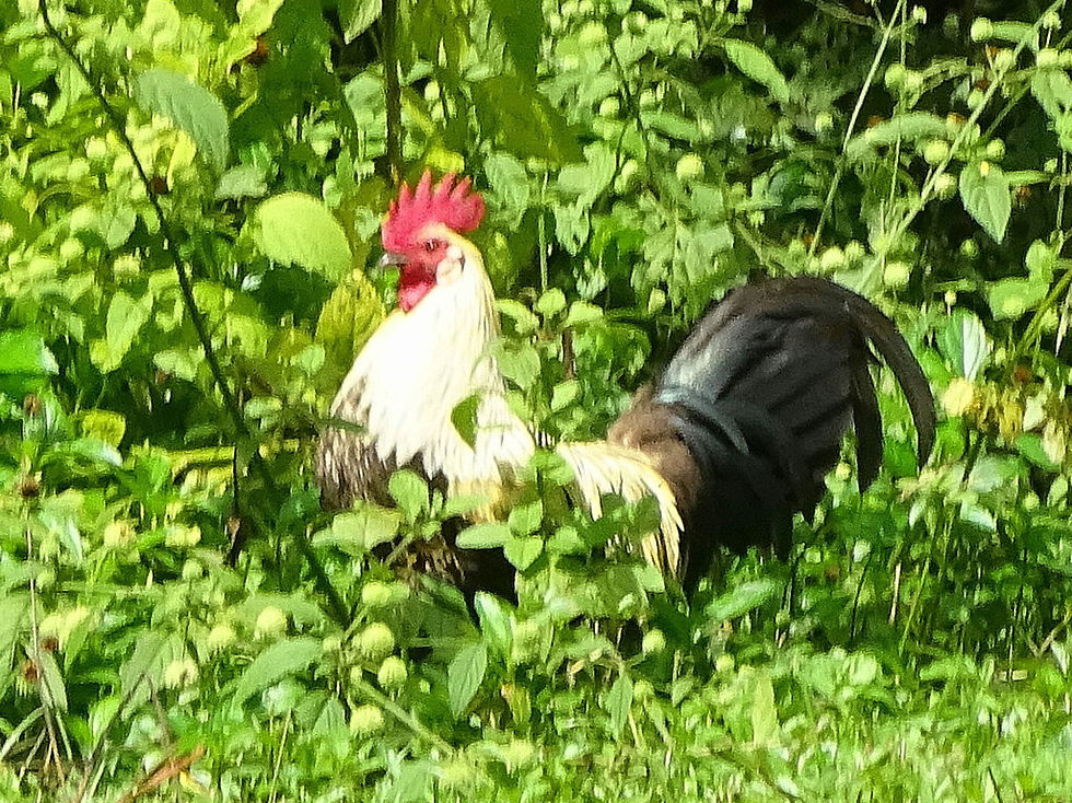 French Polynesia - Hiva Oa